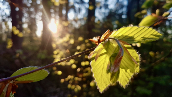 Weite Natur – Ort einer Visionssuche